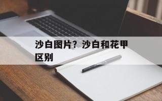 沙白图片？沙白和花甲区别
