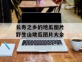 长寿之乡的地瓜图片 野生山地瓜图片大全