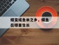 蝶变成鱼米之乡，蝶鱼在哪里生长