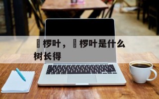 桲椤叶，桲椤叶是什么树长得
