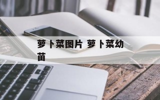 萝卜菜图片 萝卜菜幼苗
