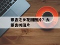 银杏之乡花园图片？大银杏树图片