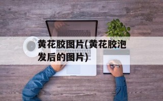 黄花胶图片(黄花胶泡发后的图片)