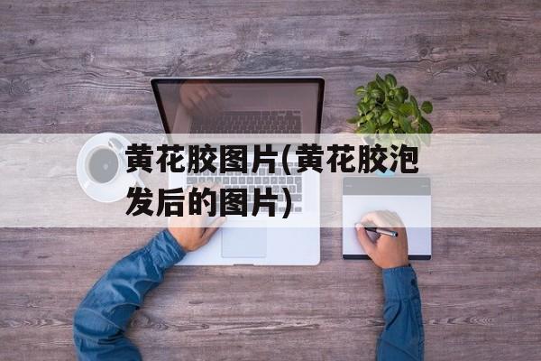 黄花胶图片(黄花胶泡发后的图片)-第1张图片-
