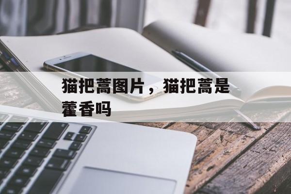 猫把蒿图片，猫把蒿是藿香吗-第1张图片-