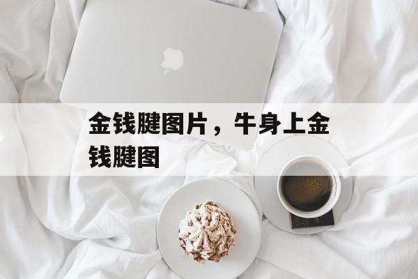 金钱腱图片，牛身上金钱腱图-第1张图片-
