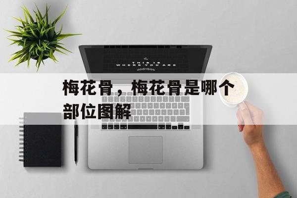 梅花骨，梅花骨是哪个部位图解-第1张图片-