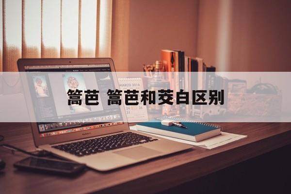 篙芭 篙芭和茭白区别-第1张图片-