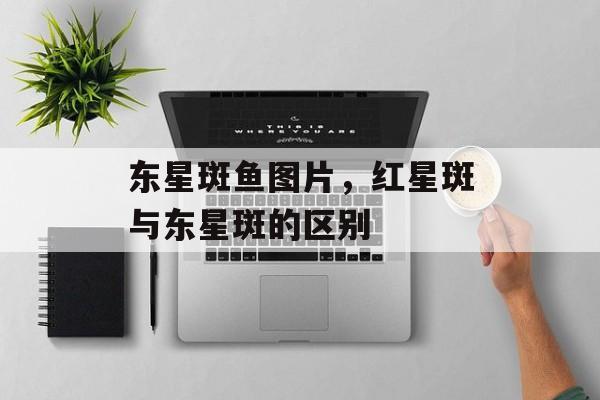 东星斑鱼图片，红星斑与东星斑的区别-第1张图片-
